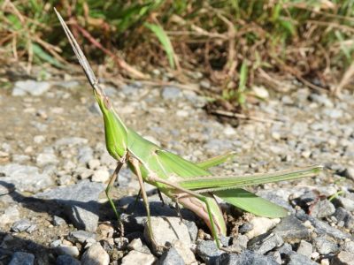 【お盆】掃苔、精霊飛蝗、焙烙、生き御霊、施火