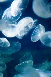 【海に浮かぶ物】浮玉、海市、椰子、海月