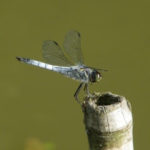 日本晴れ は にほんばれ にっぽんばれ 毎日ことば