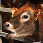 言葉の「もやもや」に応える辞書に 三国8版の進化