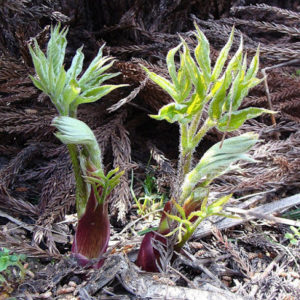 【春の味覚】屈、木の芽田楽、花菜漬け、独活、寒梅粉
