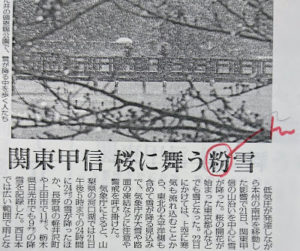 桜に舞う「粉雪」？