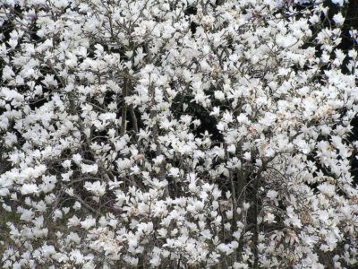 【春の花】辛夷、小米花、花韮
