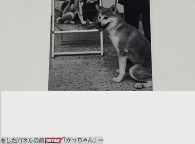 立っている？犬