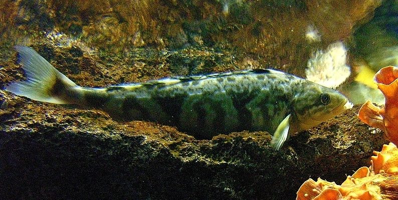 【魚】漁り火、鰊群来、𩸽、柳葉魚、関サバ